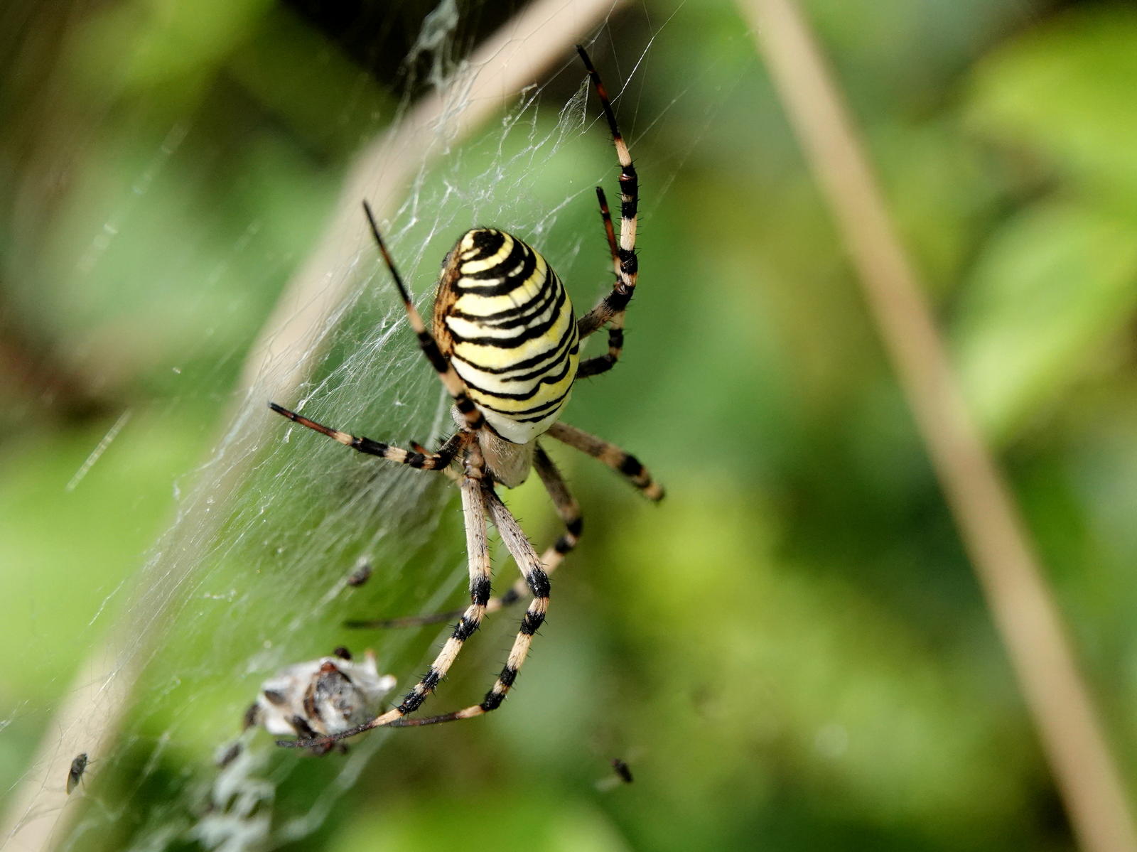 Argiope Frelon Gazouillette Argiope Frelon Gazouillette