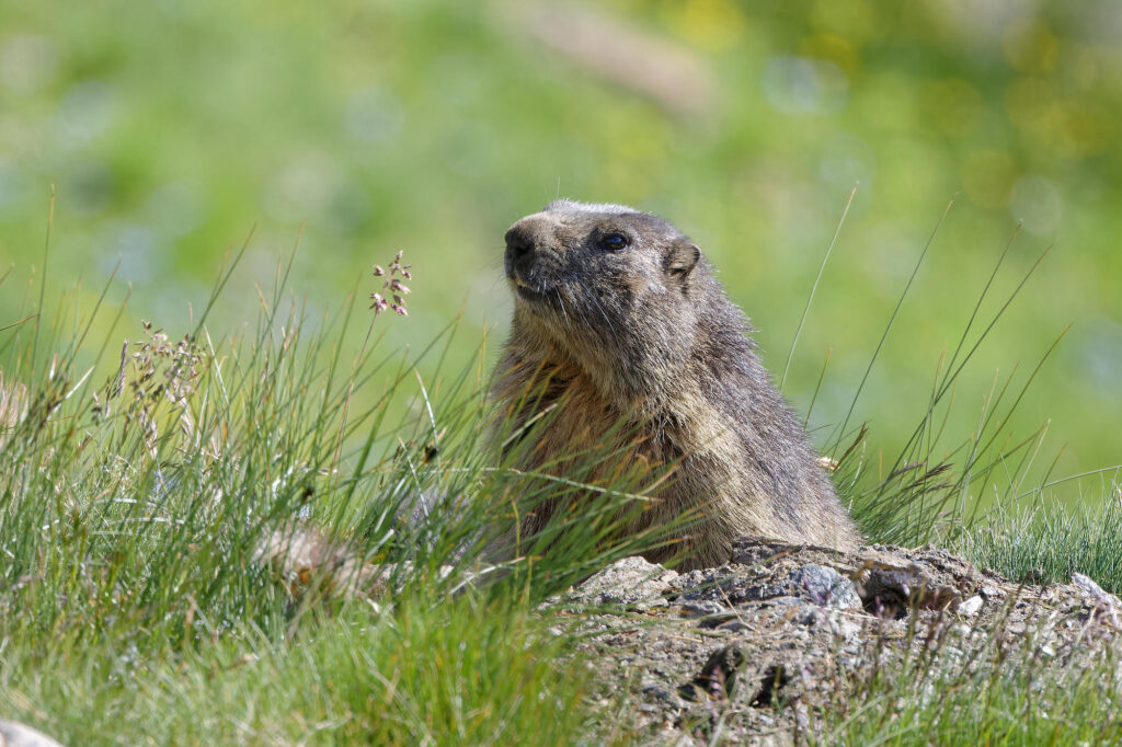 Marmotte
