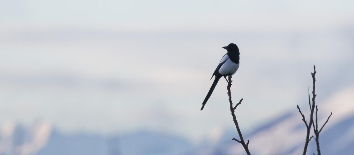 La pie et le colombier