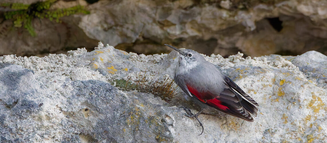 L&rsquo;arpenteur des falaises