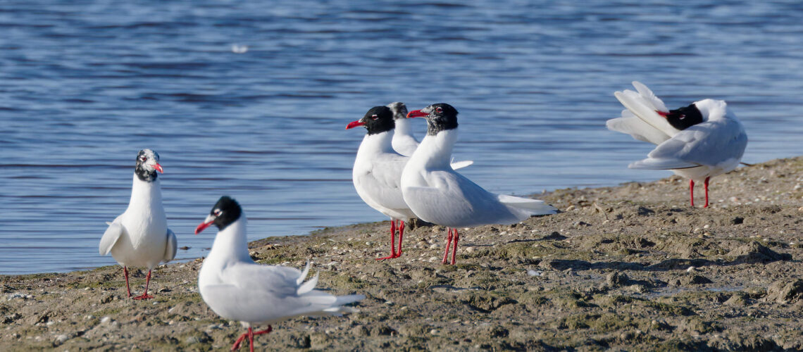 Cagoules et conciliabules