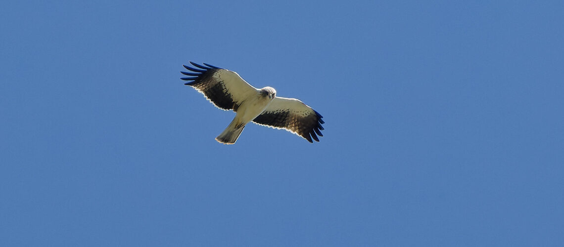 L&rsquo;aigle botté