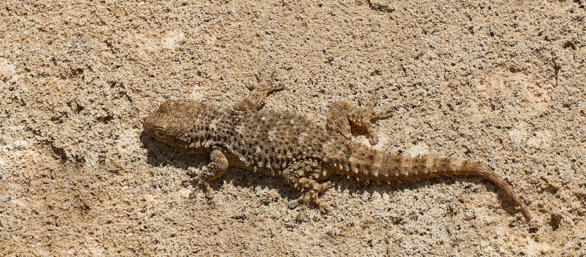 Tarente de Maurétanie