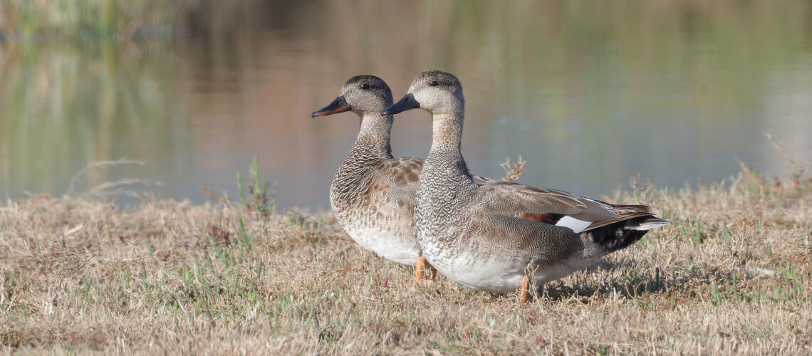 Canard chipeau