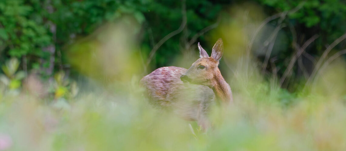 L&rsquo;apparition