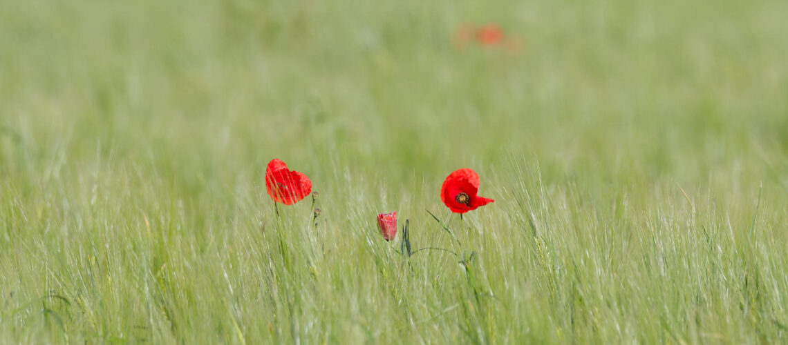 Coquelicots en famille
