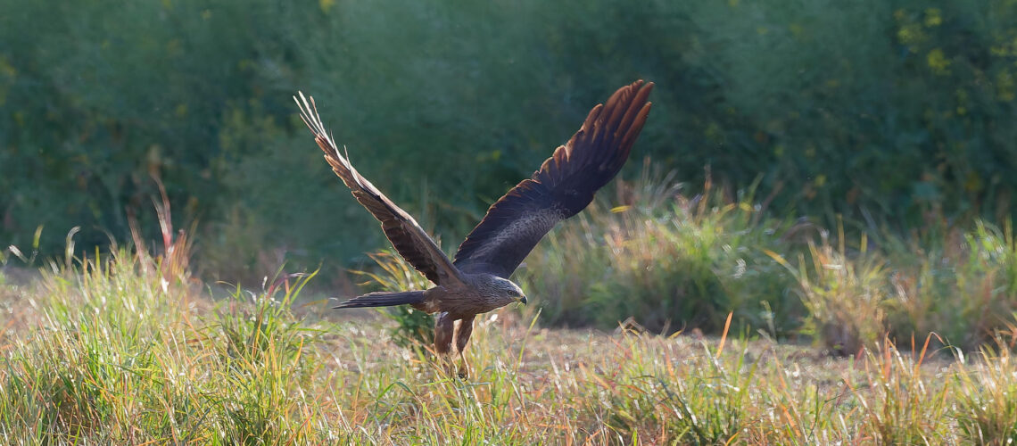 Le patrouilleur
