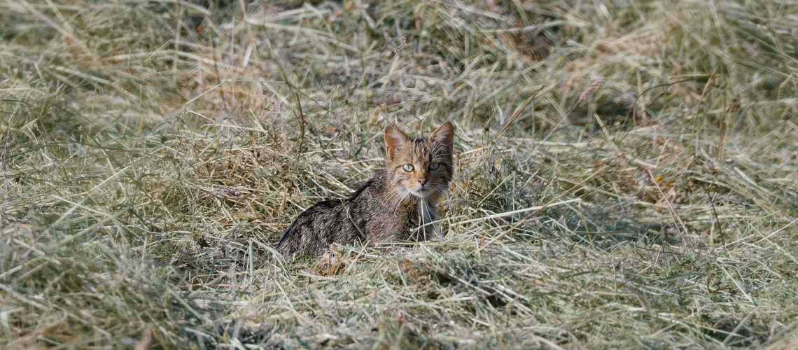 Chat foin