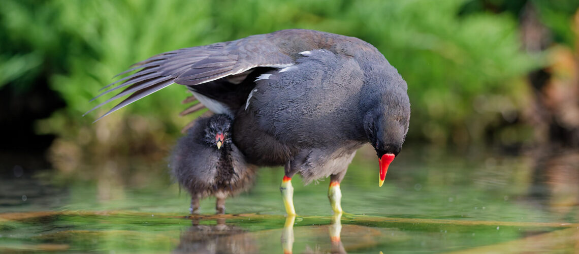 Les jupes de maman poule