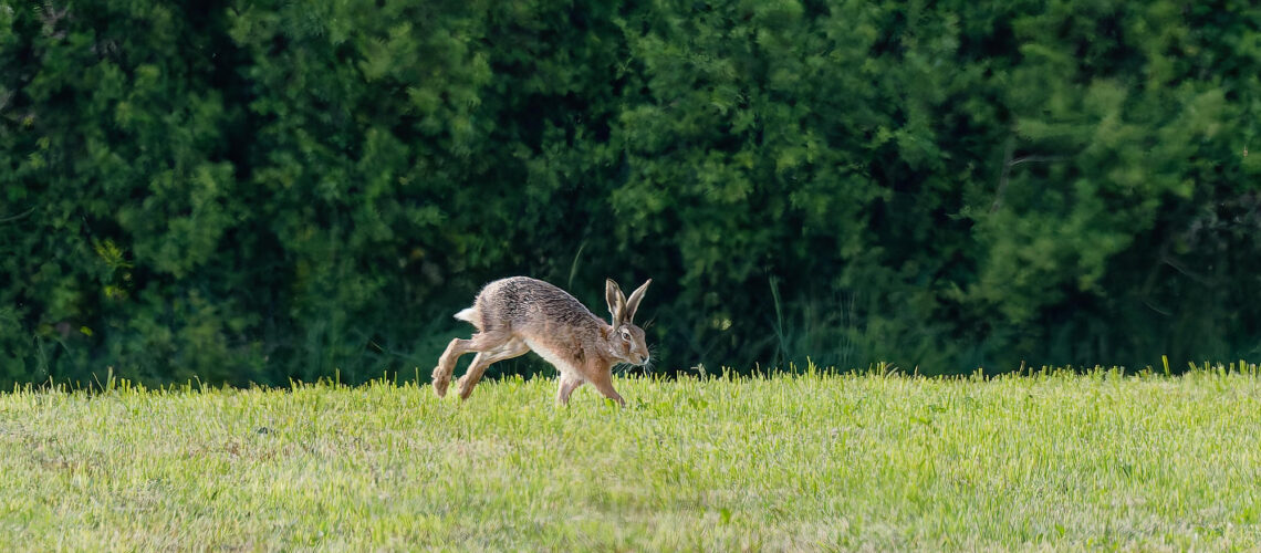 Rien ne sert de courir