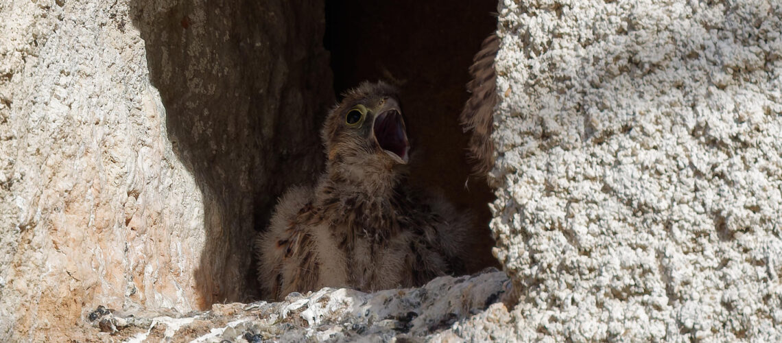 Lézard en vue