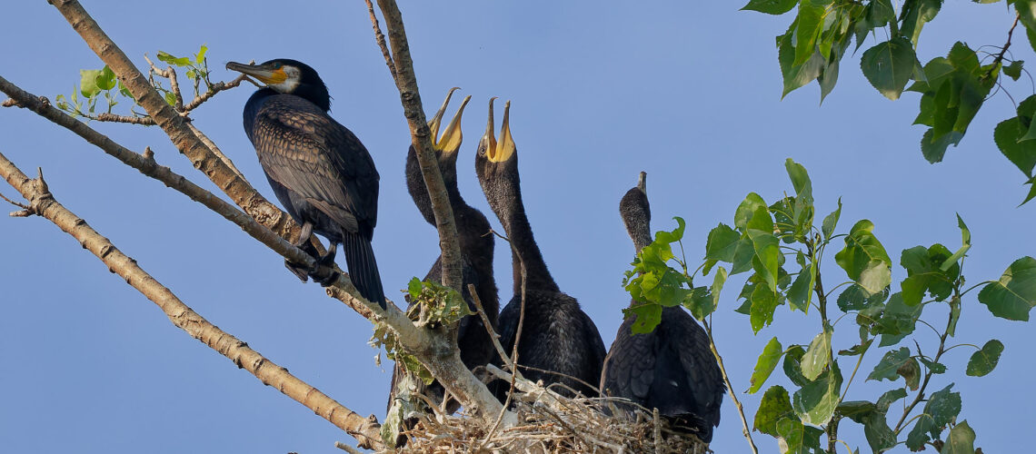 Petits grands cormorans