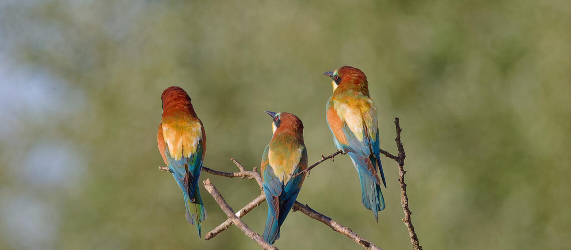 L’été en couleurs