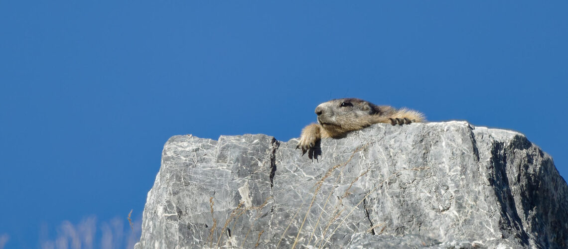 Trempe alpine