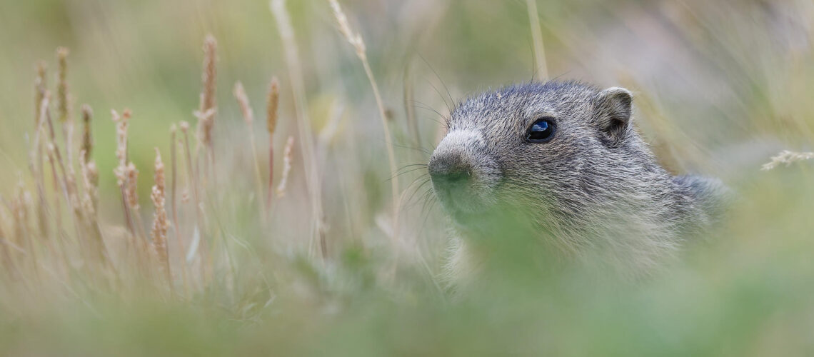 À hauteur de marmotte