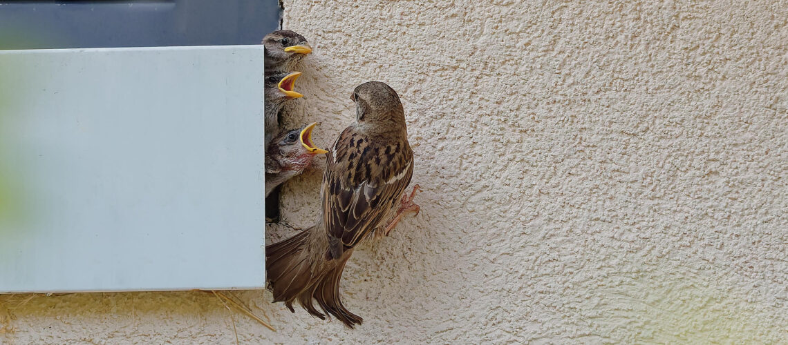 Petits Pierrots