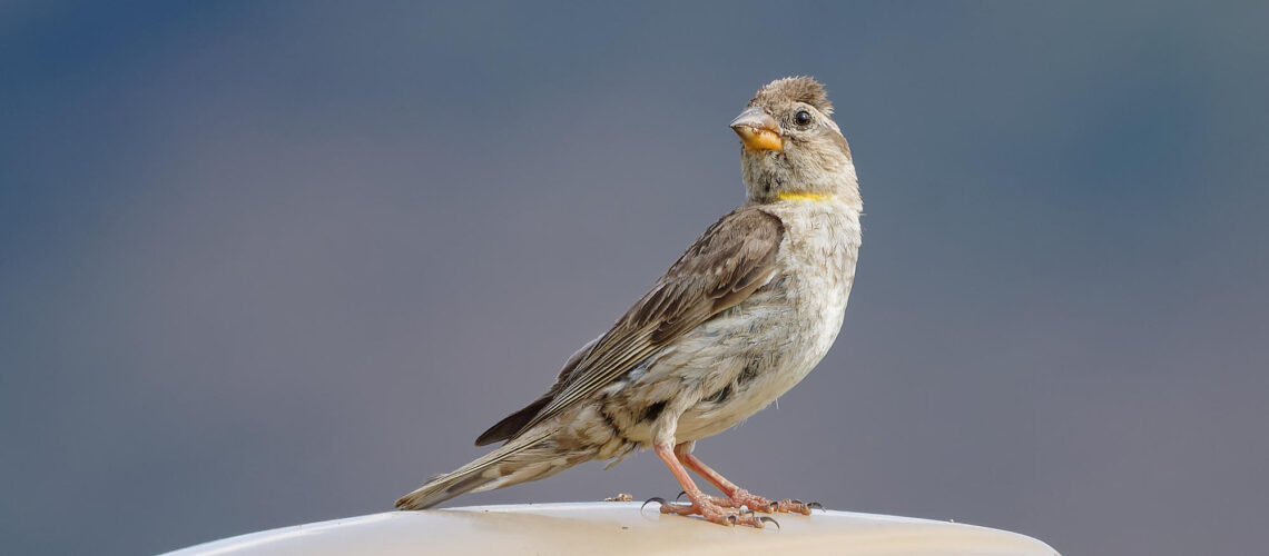Moineau soulcie