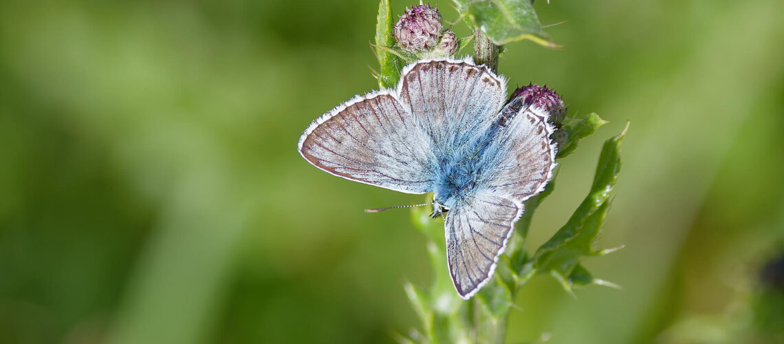 Bleu calcaire