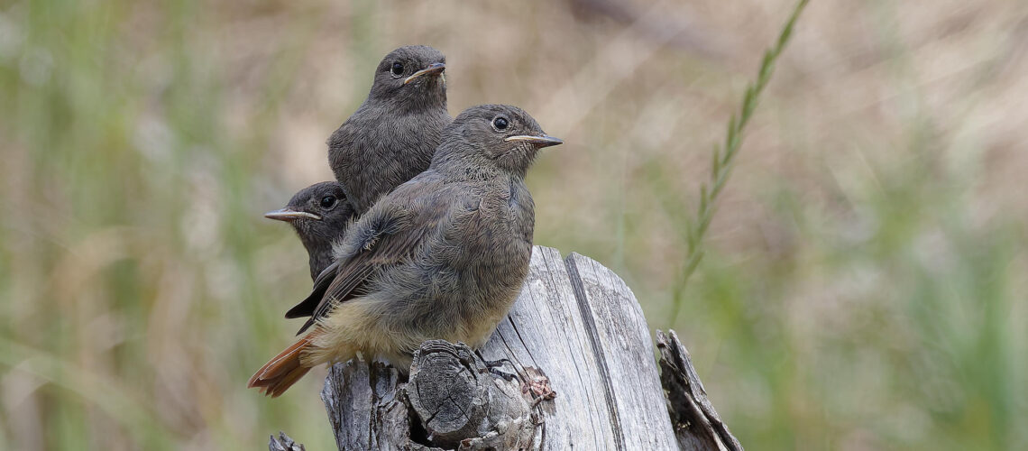 Portrait de famille