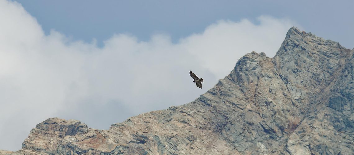 L’aigle des serpents