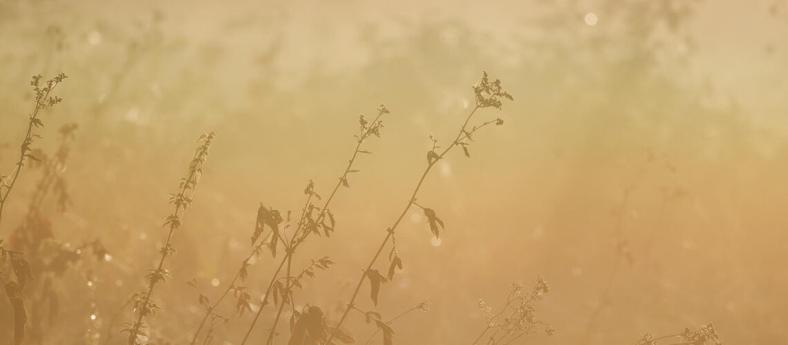 Feu de brume
