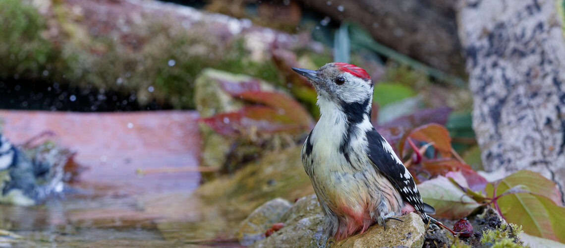 Rouge à l’eau